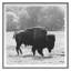 Bison Fall Print by Chris Dunker-525201718-525201719