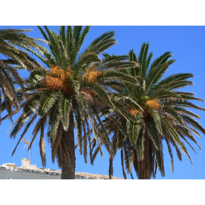 Canary Island Date Palm - Live Plant in a 10 Inch Growers Pot - Phoenix Canariensis - Extremely Rare Palms from Florida