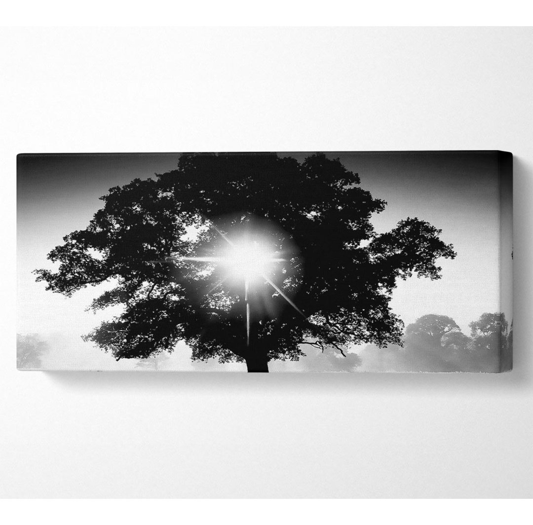 Sonne durch den Baum B N W - Kunstdrucke auf Leinwand