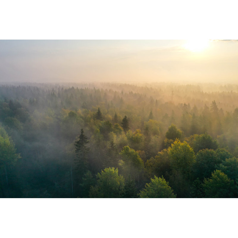 Sunrise Above A Forest On A Foggy Morning by Romi Tolonen - Wrapped Canvas Print, 61cm H x 91cm W x 3.8cm D