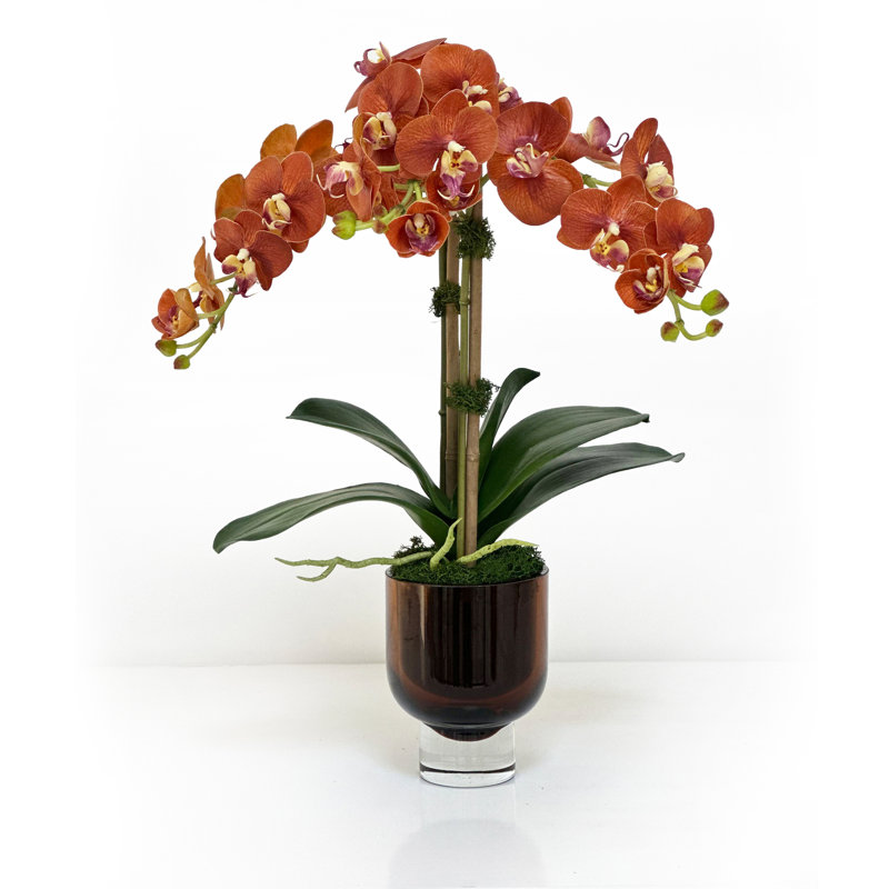 PHALAENOPSIS ORCHID IN A GLASS