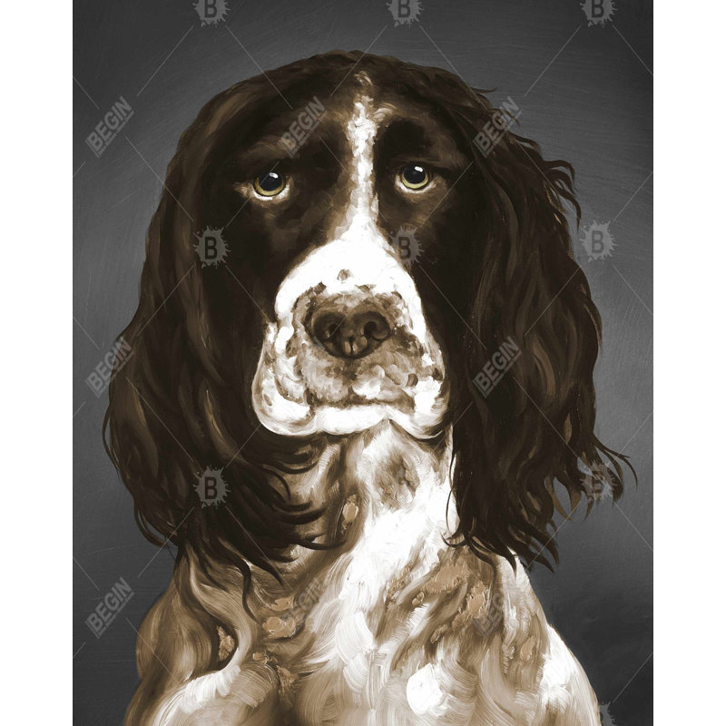 «Brown English Springer Spaniel» sur