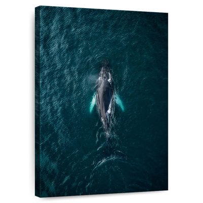 Swimming Humpback Whale