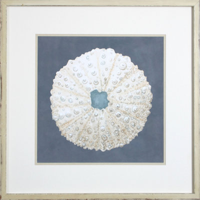 Shell On Slate VII Print by Meagher