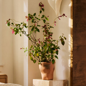 Botanicals