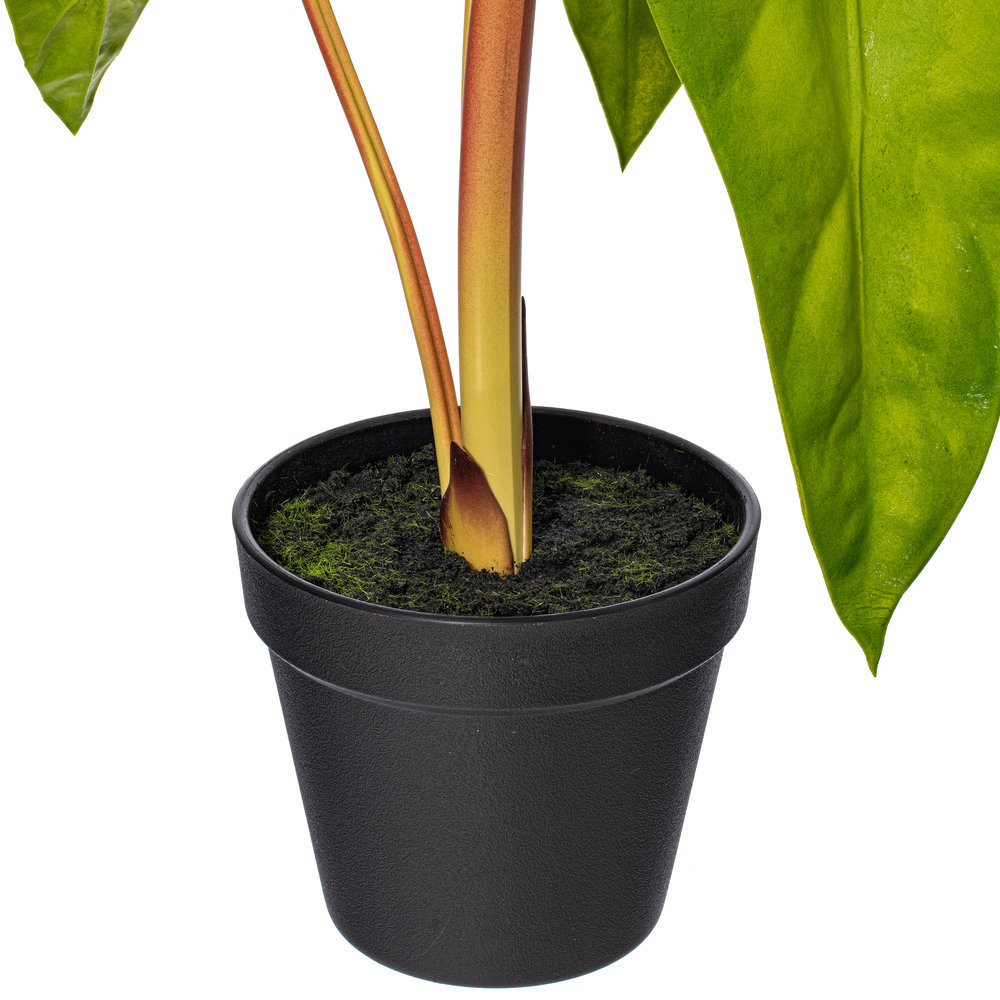 20" Alocasia Aequiloba Potted Plant.