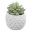 Beeck plante de bureau succulente ananas en pot 2 pièces