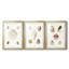 Pastel Knorr Shells IV - impression encadrée sur mesure de qualité supérieure - 3 pièces-51232298-51232299