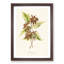 Boxelder Maple Leaf - Framed Print-55679069-55679074