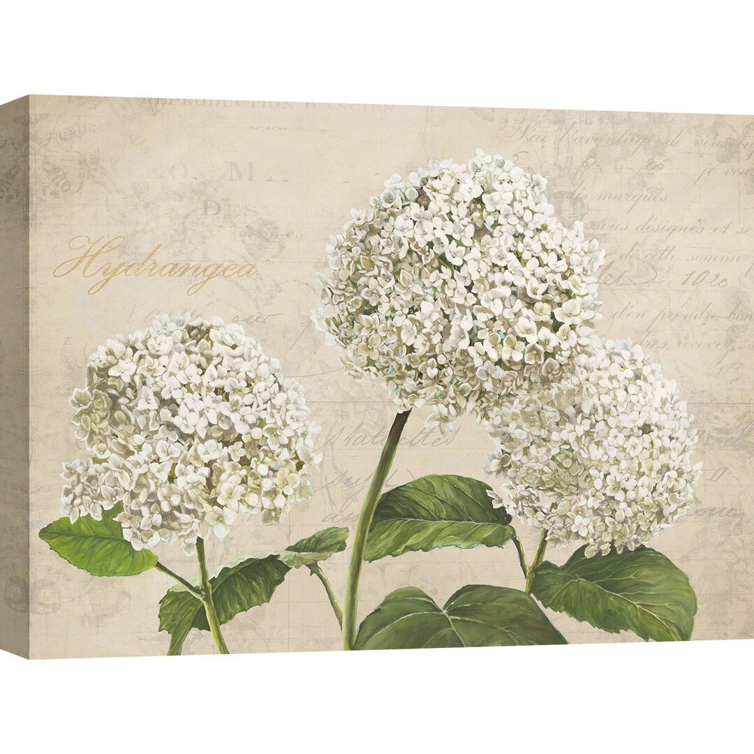 Leinwandbild Hydrangeas (Neutre) von Remy Dellal