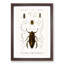 Beetle Illustrations PL.4 by Charles D'Orbigny - Single Picture Frame Print-55543854-55543851