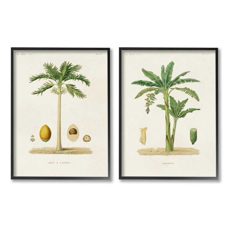Minimal Green Palm Tree Coconuts Diagram Illustration by World Art Group - 2 Piece Painting Set, 16" W x 20" H
