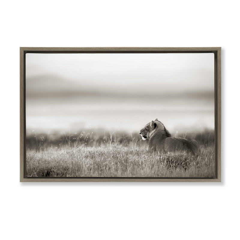 Lion au repos dans l'herbe de savane, H 17 po x l 25 po, Cadre flottant orme Montalcino