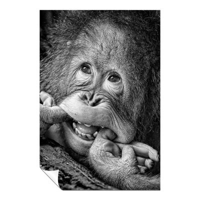 Smiling Monkey Close Up - Wrapped Canvas Print