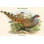 Reproduction d’art graphique, "catreus wallachi cheer faisant" par john gould