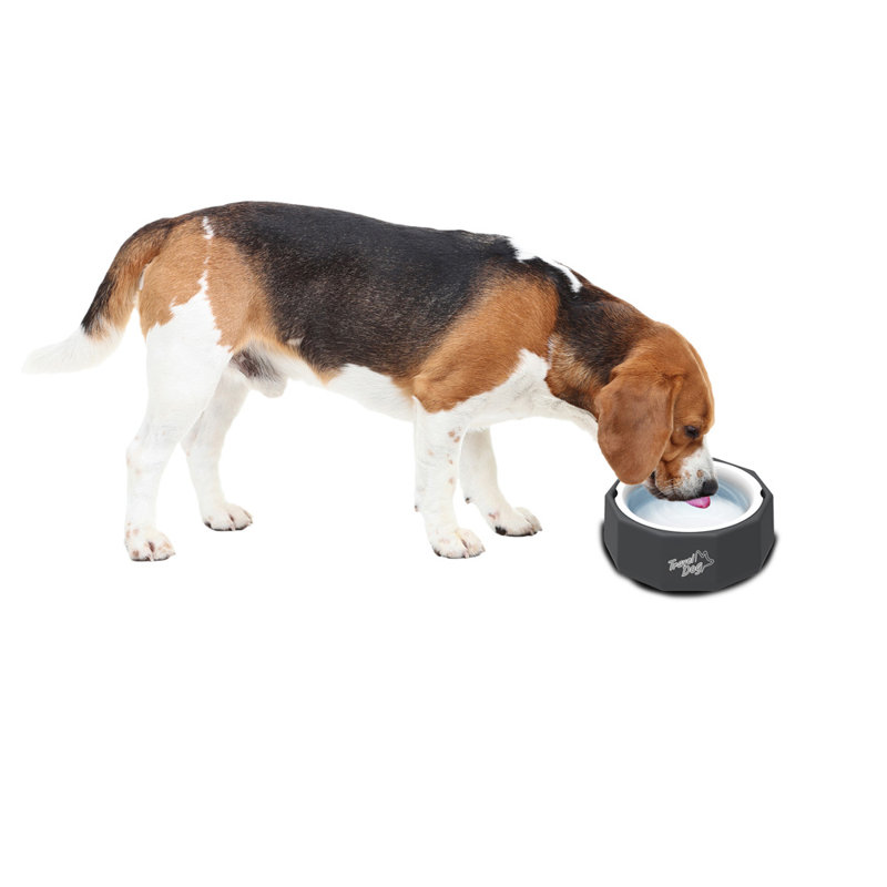 2 en 1 Pet Bowl Cat