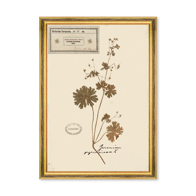 HERBARIUM ALPINIUM III