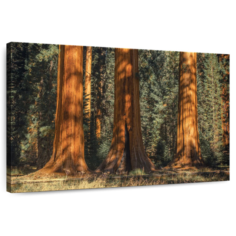 Arbres centenaires du parc Sequoia, H 24 po x l 36 po