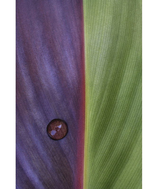1 Piece Wrapped Canvas Wall Art, 50.8 cm H x 76.2 cm W