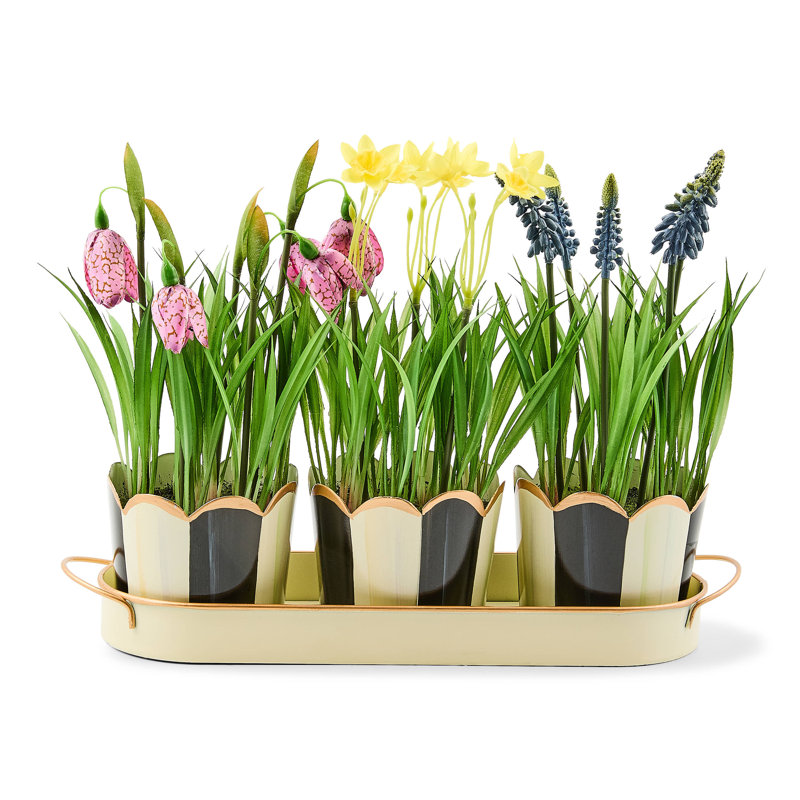Courtly Stripe Triple Potted Blooms