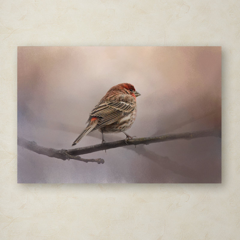 «House Finch in Jan», impression sur toile tendue Vidur, 16 po x 24 po