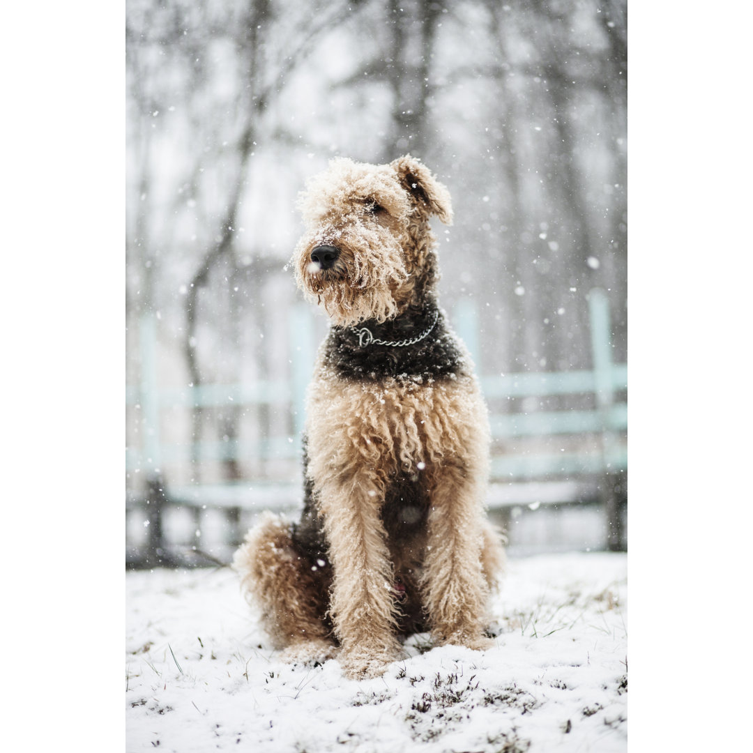 Hund sitzend unter Schneefall von Alex Potemkin - Drucken