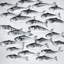 Toile encadrée «Gray School of Fish» | Décoration animaux aquatiques