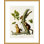 «Douglas's Squirrel Plate 48 from The Viviparous Quadrupeds of North America» par John James Audubon, impression giclée encadrée