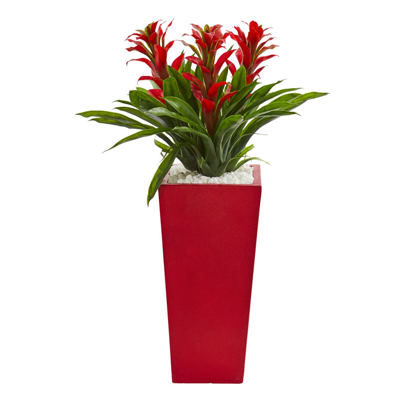 Arrangement floral triple bromeliad en pot, Rouge, Rouge