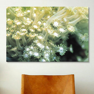 Marine and Ocean Goniopora Coral - Photograph Print on Canvas