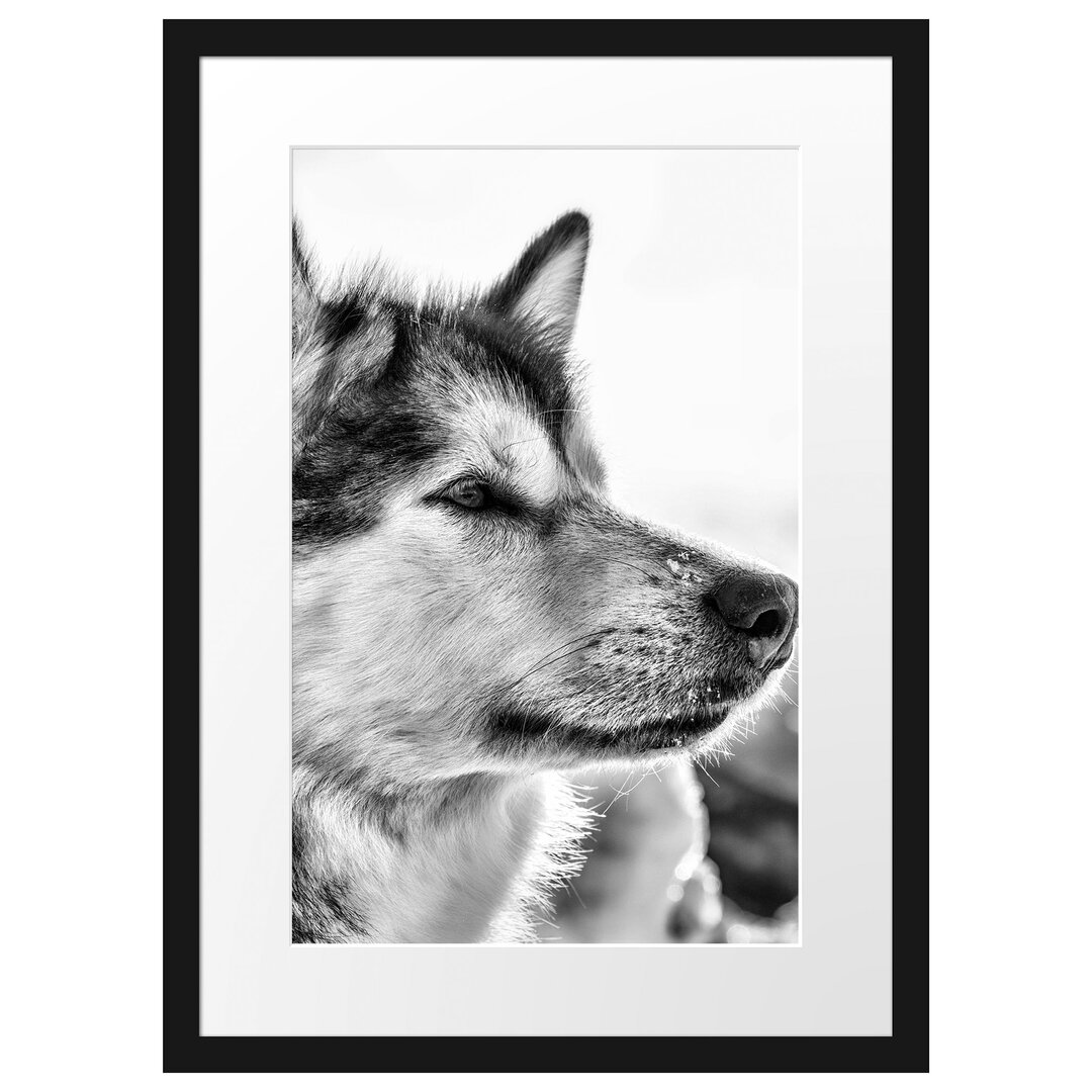 Gerahmtes Poster Husky im Schnee