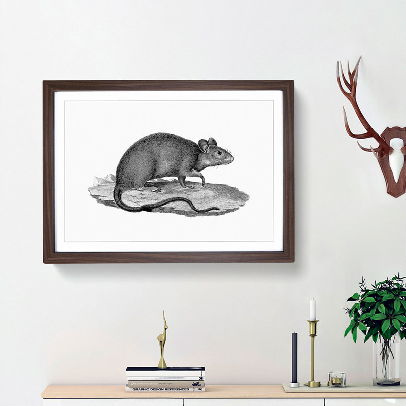 Rat Illustration - Framed Print, 27cm H x 36cm W x 2cm D, Walnut Framed