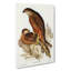Radiated Goshawks by Elizabeth Gould - Wrapped Canvas Painting-55322756