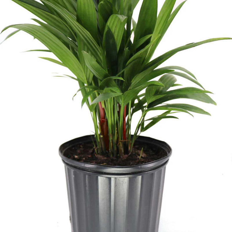 Lipstick Palm Tree in 10-Inch Black Pot for Indoor/Outdoor Use
