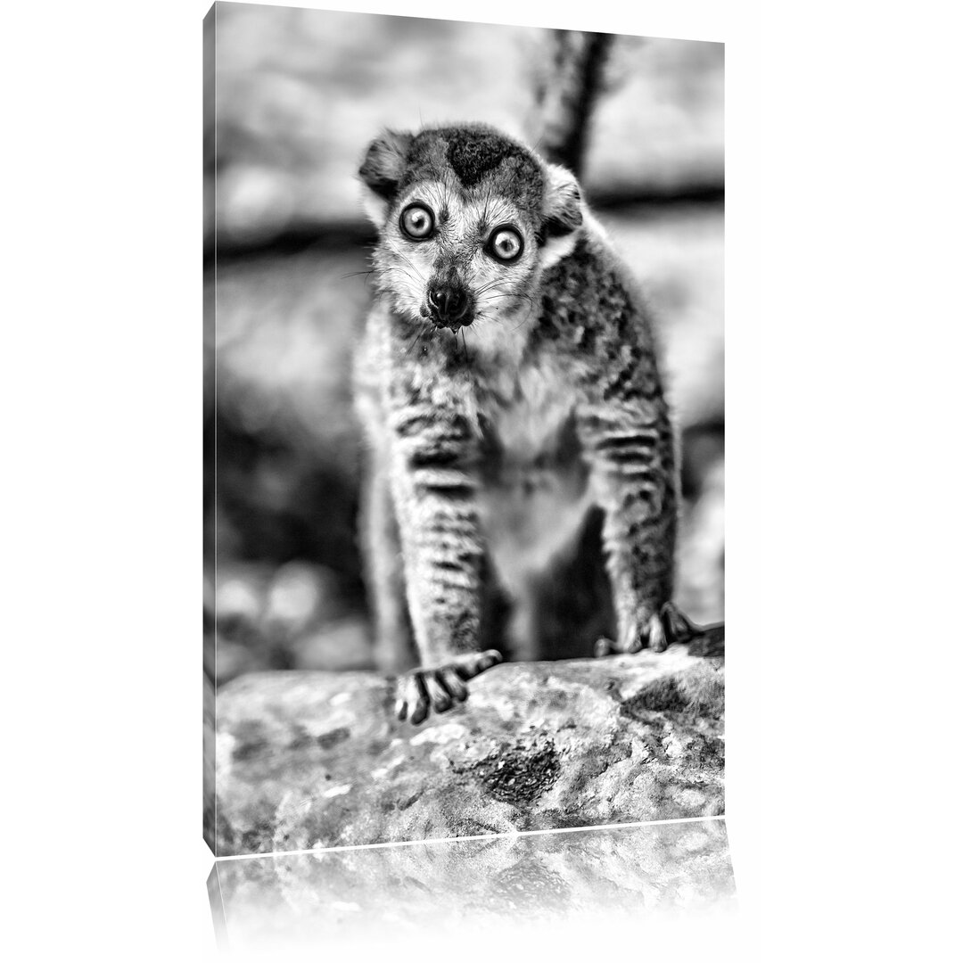 Leinwandbild Kleiner Sifaka in Monochrom