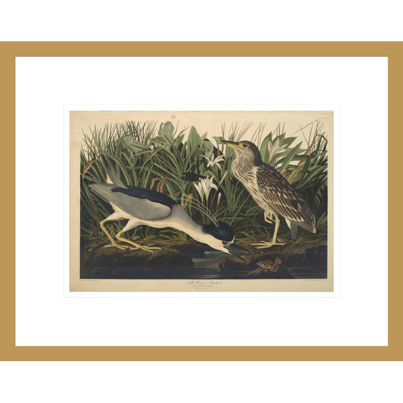 «Night Heron» ou «Qua Bird from The Birds of America» par John James Audubon, impression giclée encadrée