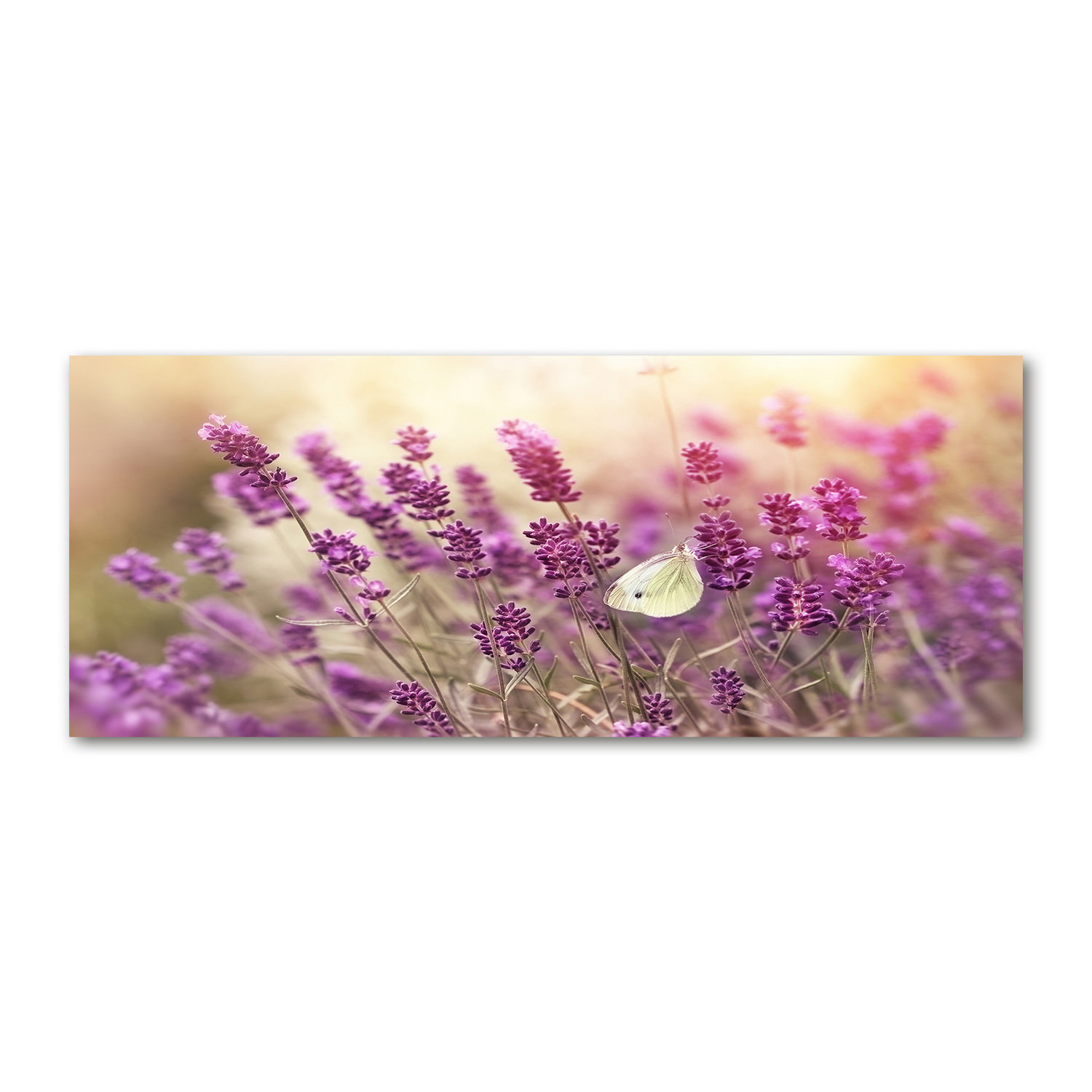 Ophelia & Co. Lavender - Wrapped Canvas Art Prints | Wayfair.co.uk