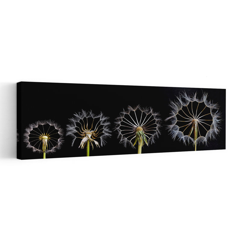 Pissenlit, graines, étapes, délicat, élégant, pissenlit, fleur, art mural, H 16 po x l 48 po