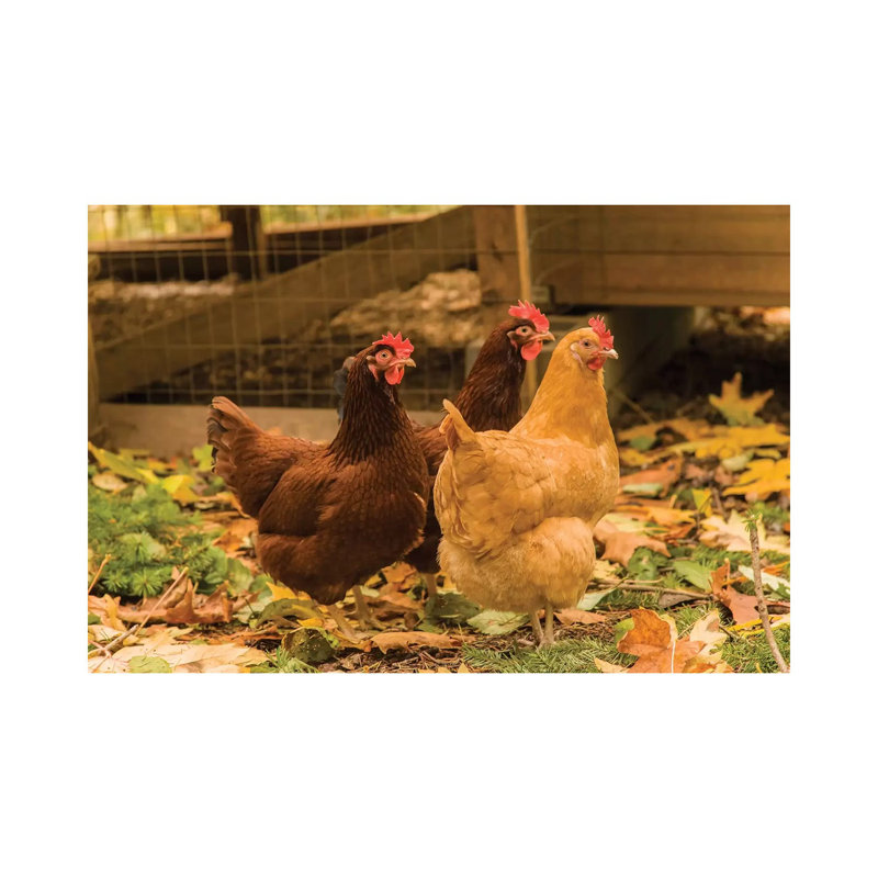 Issaquah, WA. Free-ranging Buff Orpington and Rhode Island Red Chickens 1 Piece Wrapped Canvas Wall Art