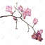 Branch of Cherry Blossoms - Toile encadrée pour le décor de la chambre à coucher