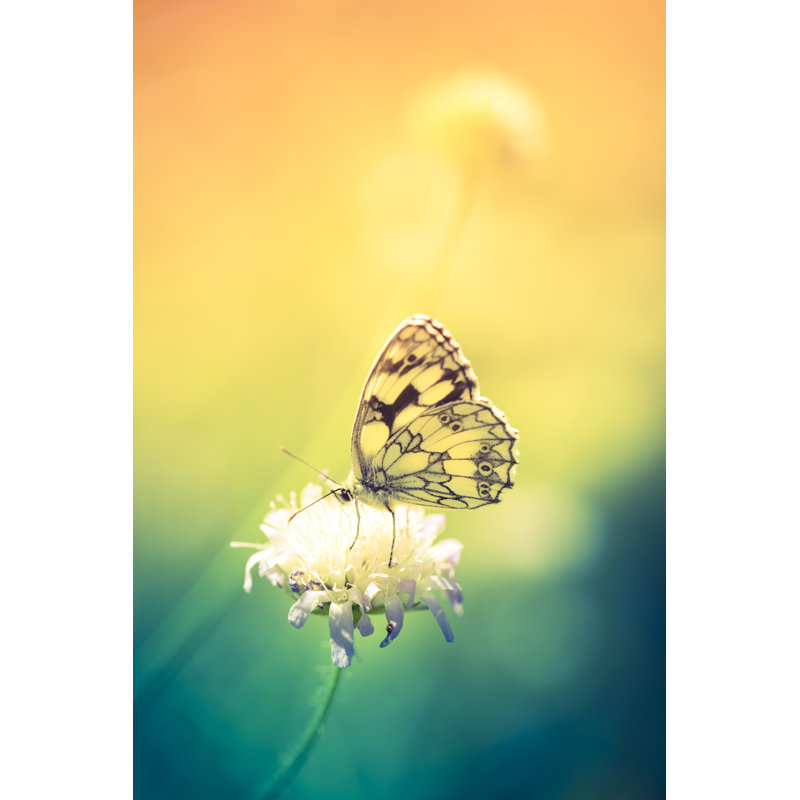 Marbled white butterfly Wall Art on Canvas, 76cm H x 51cm W
