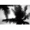 Reproduction de photo sur toile, "Palm Tree looking I" par Debra Van Swearingen