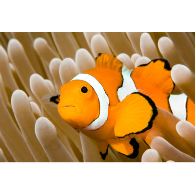 " Clown Fish "