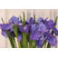 Iris-31 Inches Box Of 12-964355468