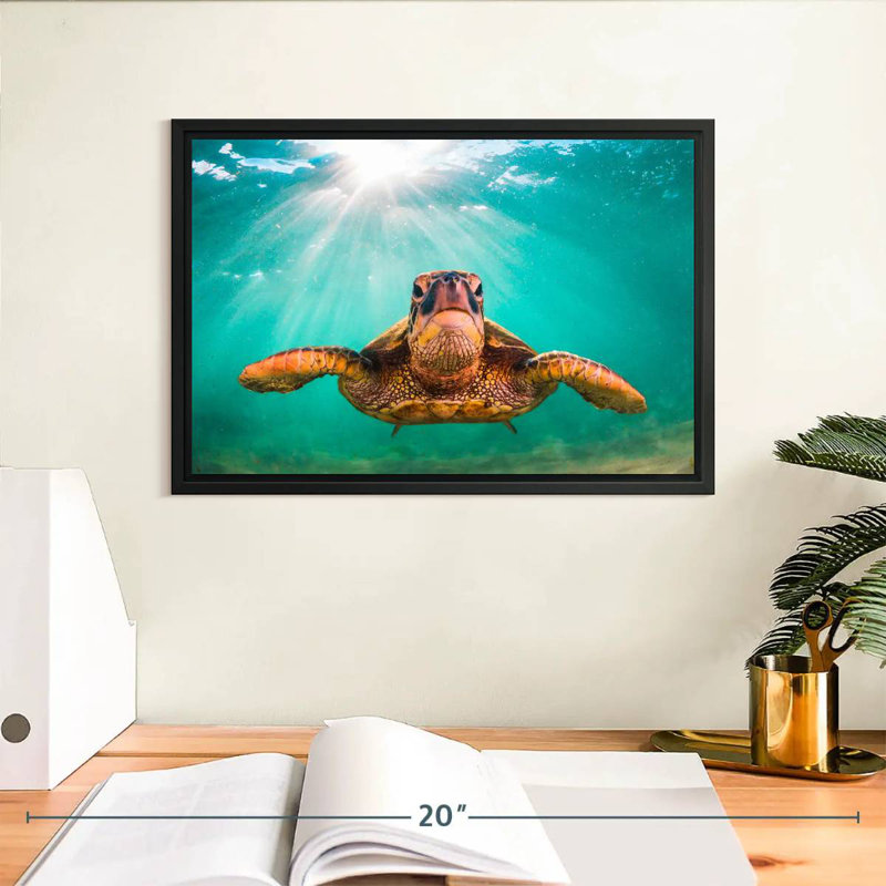 Tortue verte de Maui, Cadre flottant noir, 13 po x 9 po