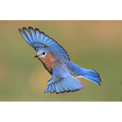 " Male Eastern Bluebird " by Stevebyland