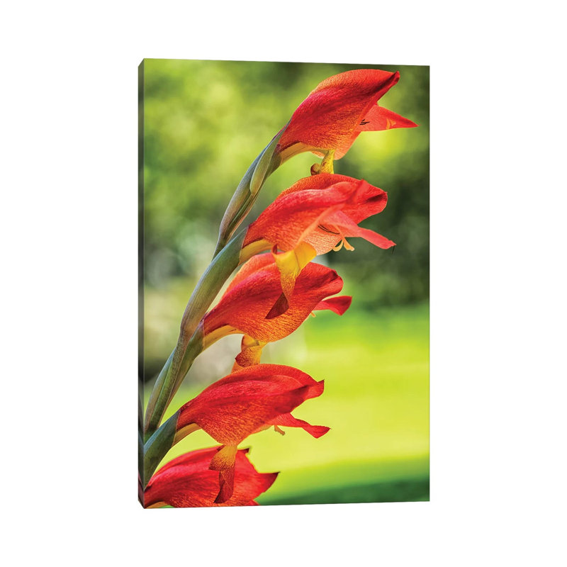 Red Tropical Flower - Wrapped Canvas Print, 101.6 cm H x 66.04 cm W