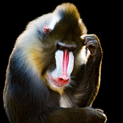 " Mandrill " by Abzerit