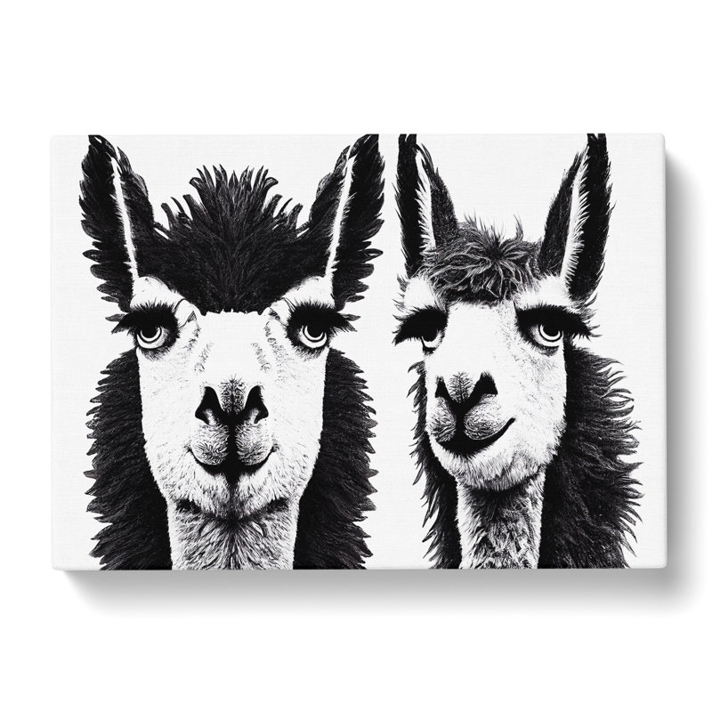 Flawless Llamas - Wrapped Canvas, 35cm H x 50cm W x 3cm D