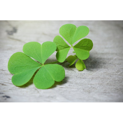 Macro Three Leaf Clover On Rustic Wooden Table. Shamrock Plant by Sckrepka - Wrapped Canvas Print